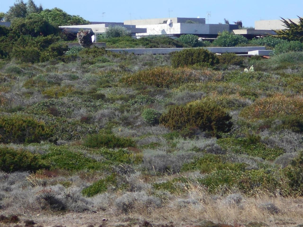 Le Case Punta Negra Stintino Kültér fotó